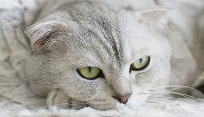 数字资产的发展趋势是什么？