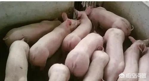 古训：猪粮安天下<strong></p>
<p>币安网址</strong>，2019年，猪价还会高吗？