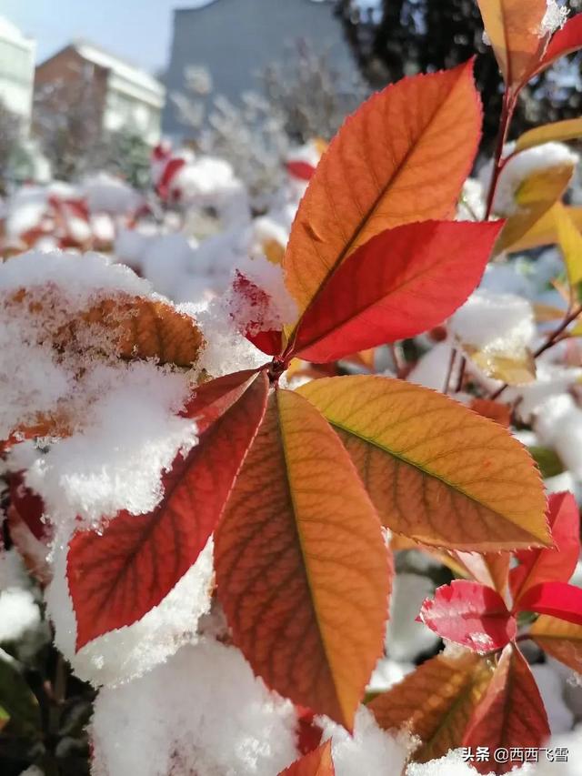 网上被诈骗报案后成功取回的几率有多大<strong></p>
<p>币安数字货币</strong>?