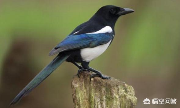 农村常见的喜鹊到底是吉祥鸟还是害鸟<strong></p>
<p>币安网怎么充值</strong>?