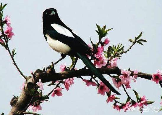 农村常见的喜鹊到底是吉祥鸟还是害鸟<strong></p>
<p>币安网怎么充值</strong>?