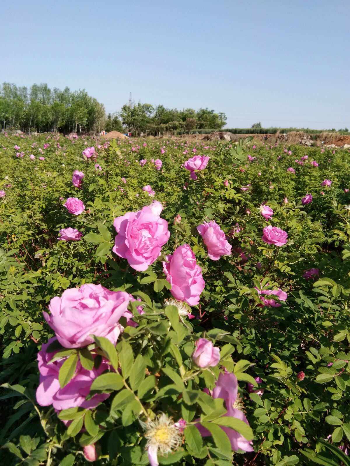 玫瑰田园理财(玫瑰田园家庭农场) 玫瑰田园理财(玫瑰田园家庭农场)