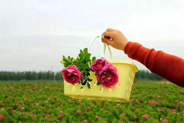 玫瑰田园理财(玫瑰园地产集团)