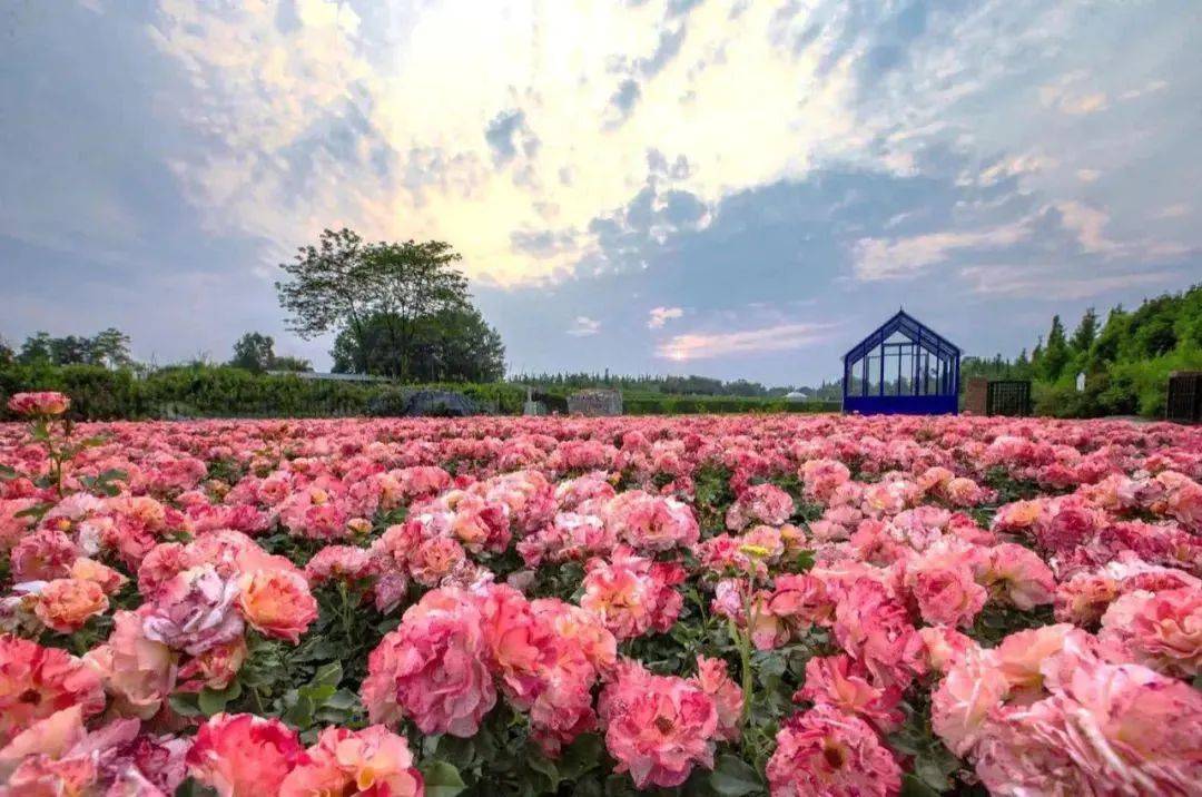 玫瑰田园理财(玫瑰园地产集团) 玫瑰田园理财(玫瑰园地产集团)