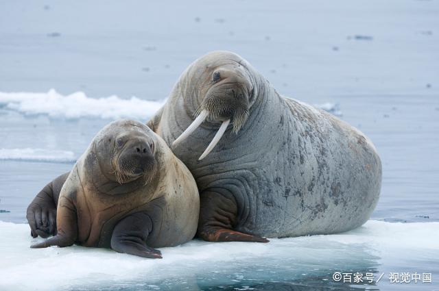 和海象理财(海象理财回款群是真的吗)