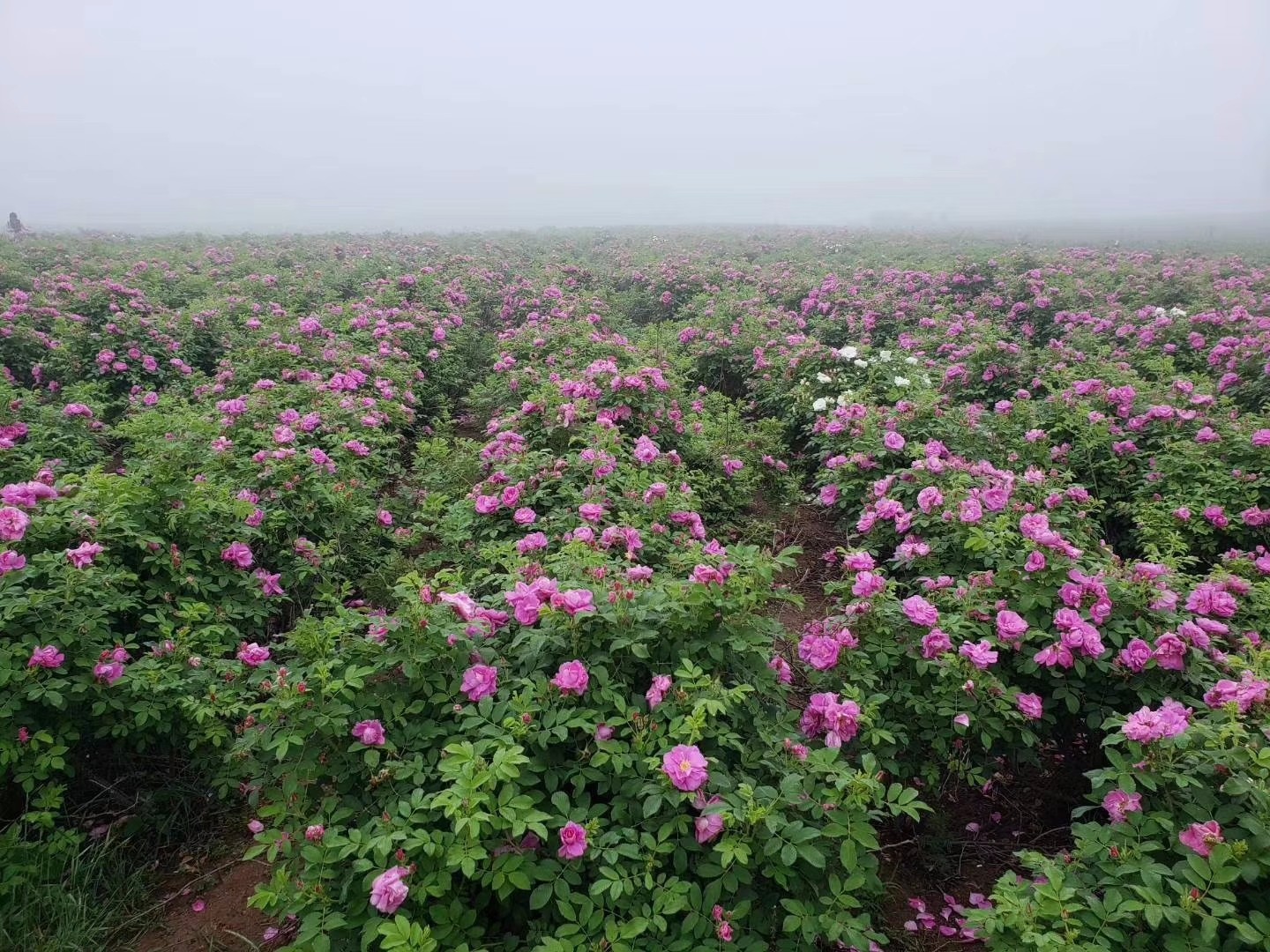 玫瑰田园理财(玫瑰田园综合体) 玫瑰田园理财(玫瑰田园综合体)