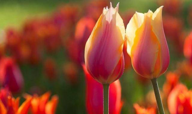 喜发财理财(发喜财是什么意思) 喜发财理财(发喜财是什么意思)