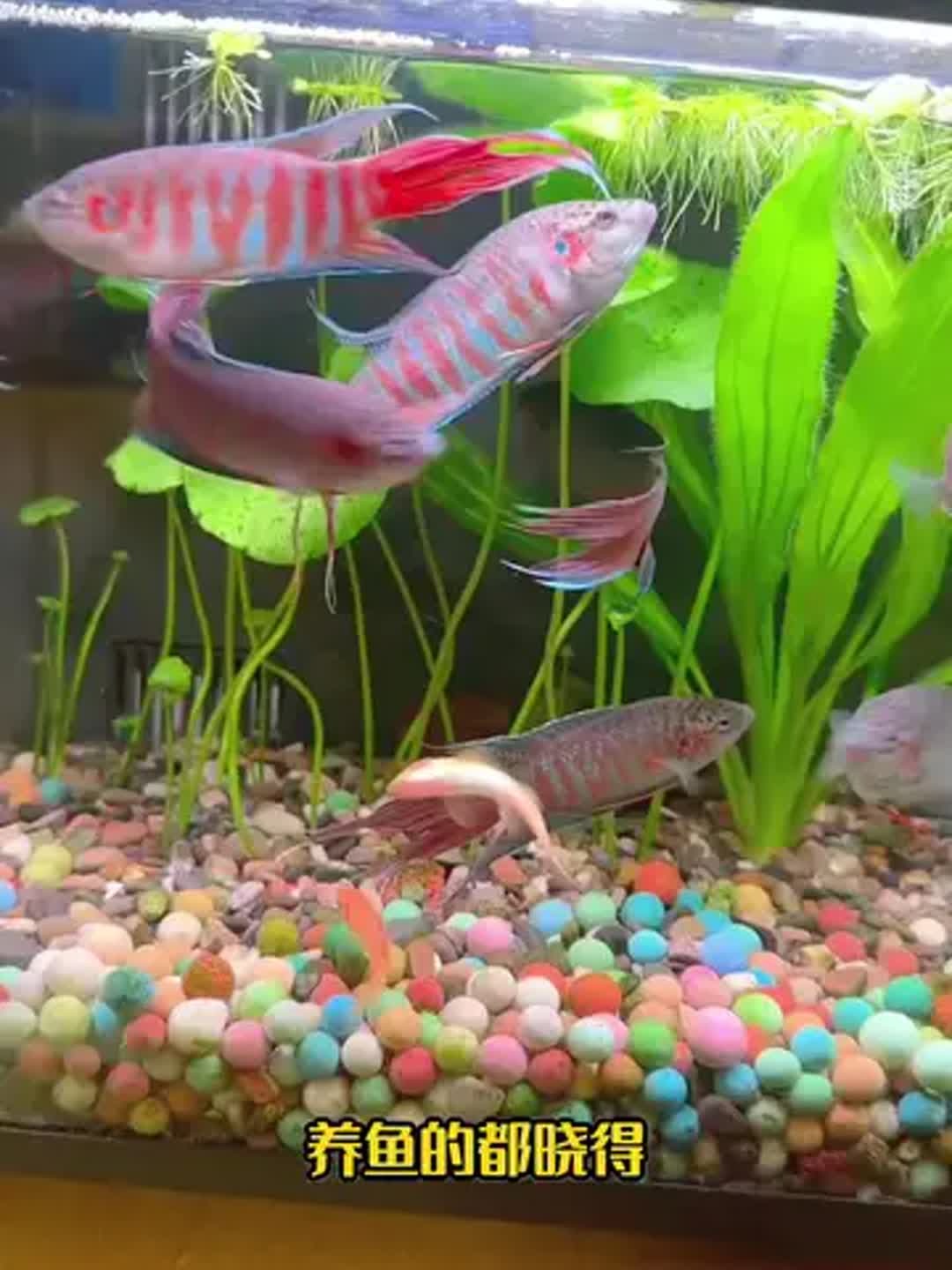 养鱼(养鱼的风水有什么讲究)