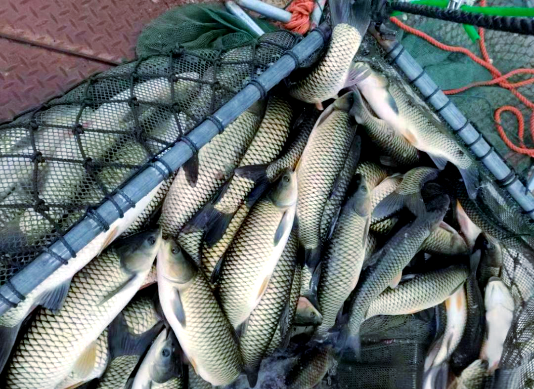 养鱼(养鱼用什么水养最好) 养鱼(养鱼用什么水养最好)