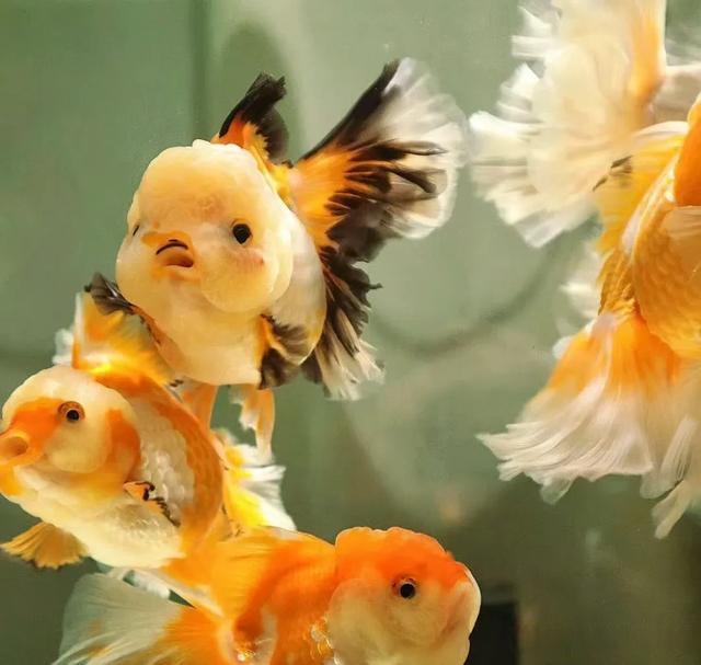 养鱼(养鱼养几条好?) 养鱼(养鱼养几条好?)