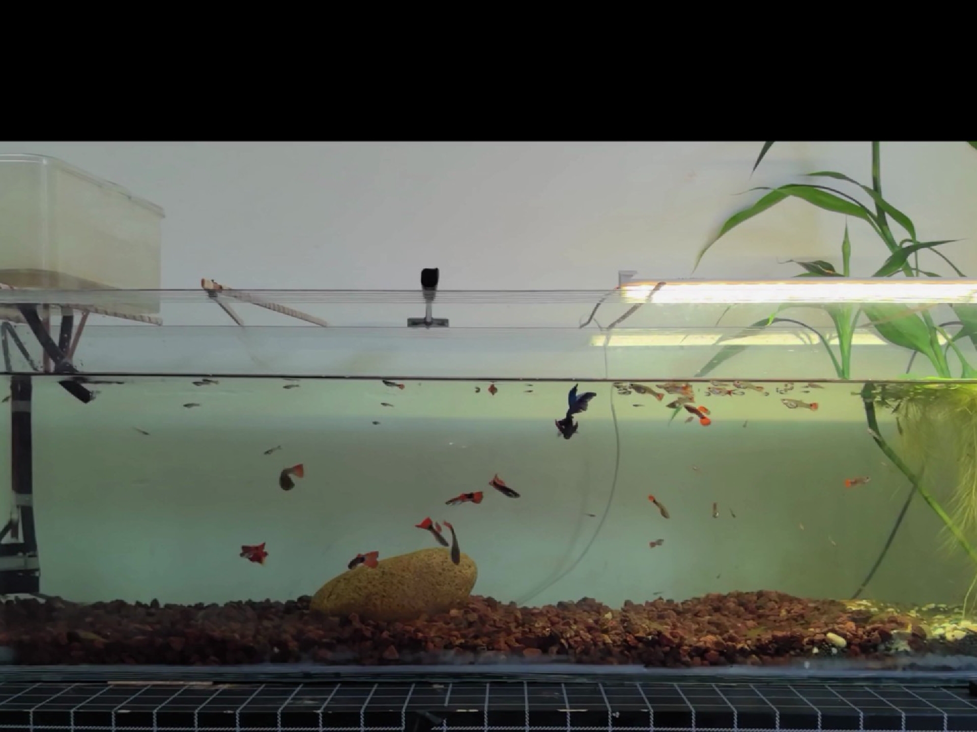 养鱼(养鱼数量风水对照表)