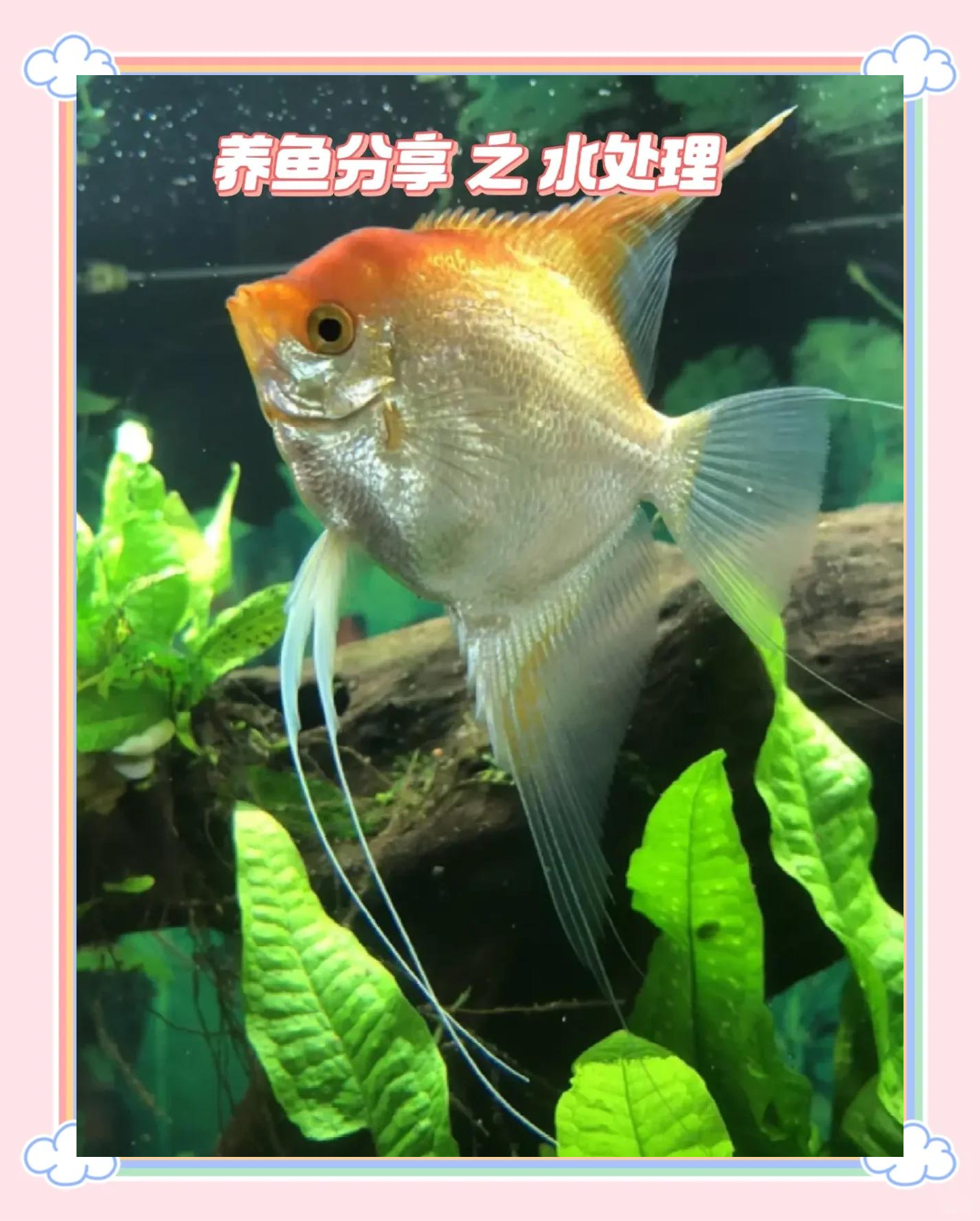 养鱼(养鱼数量风水对照表) 养鱼(养鱼数量风水对照表)