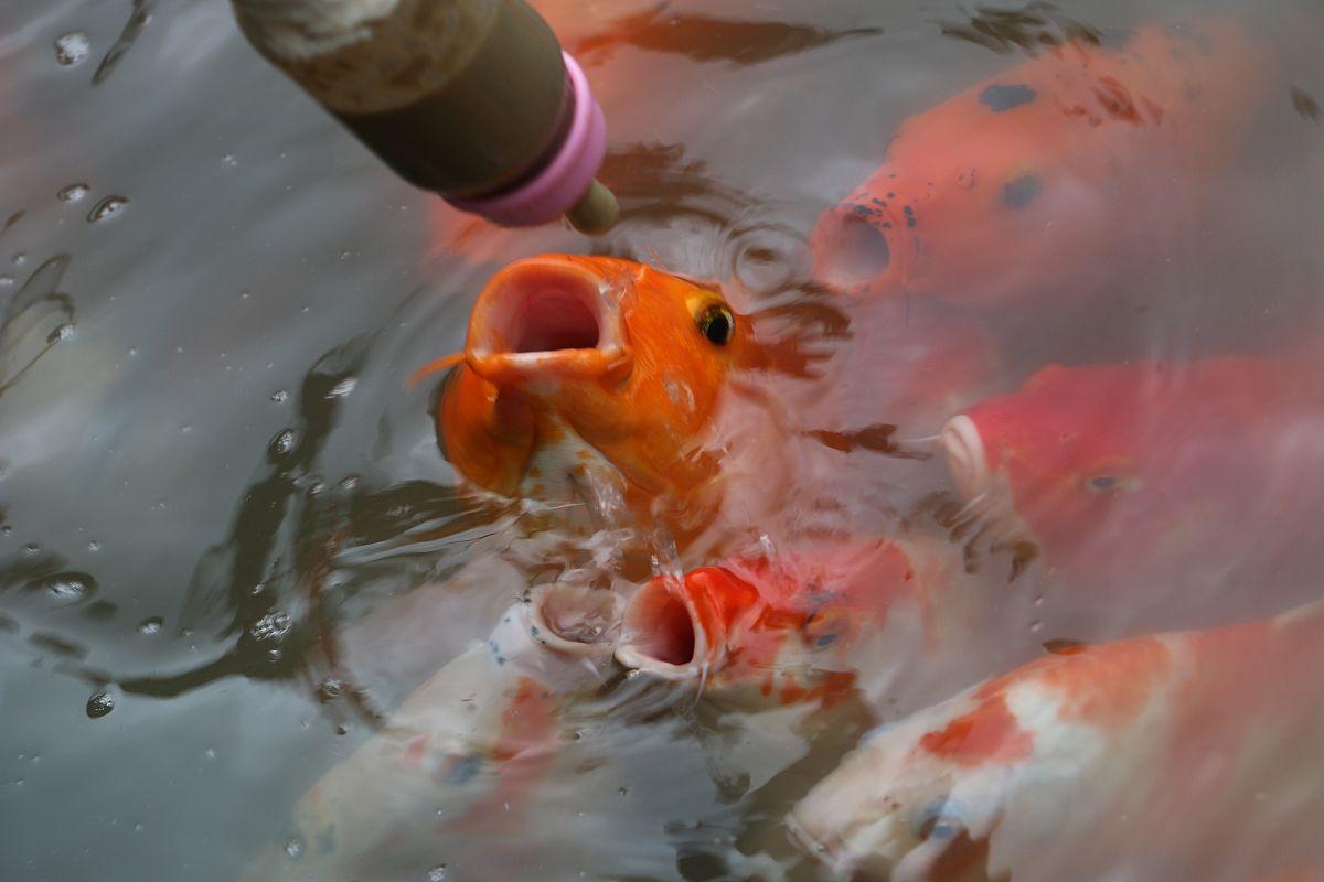 养鱼(养鱼是什么意思)