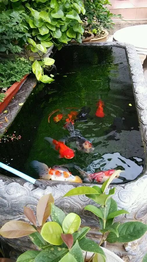 养鱼(养鱼的大潘)