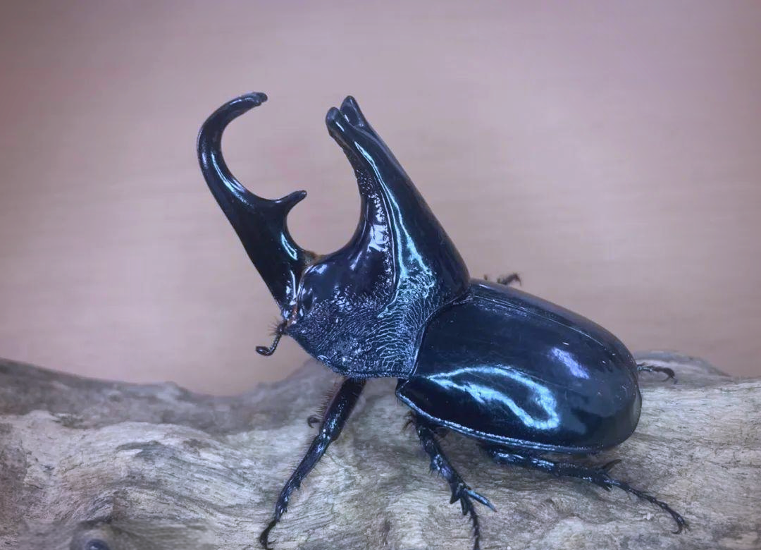 金龟(金龟子主持人资料简介) 金龟(金龟子主持人资料简介)