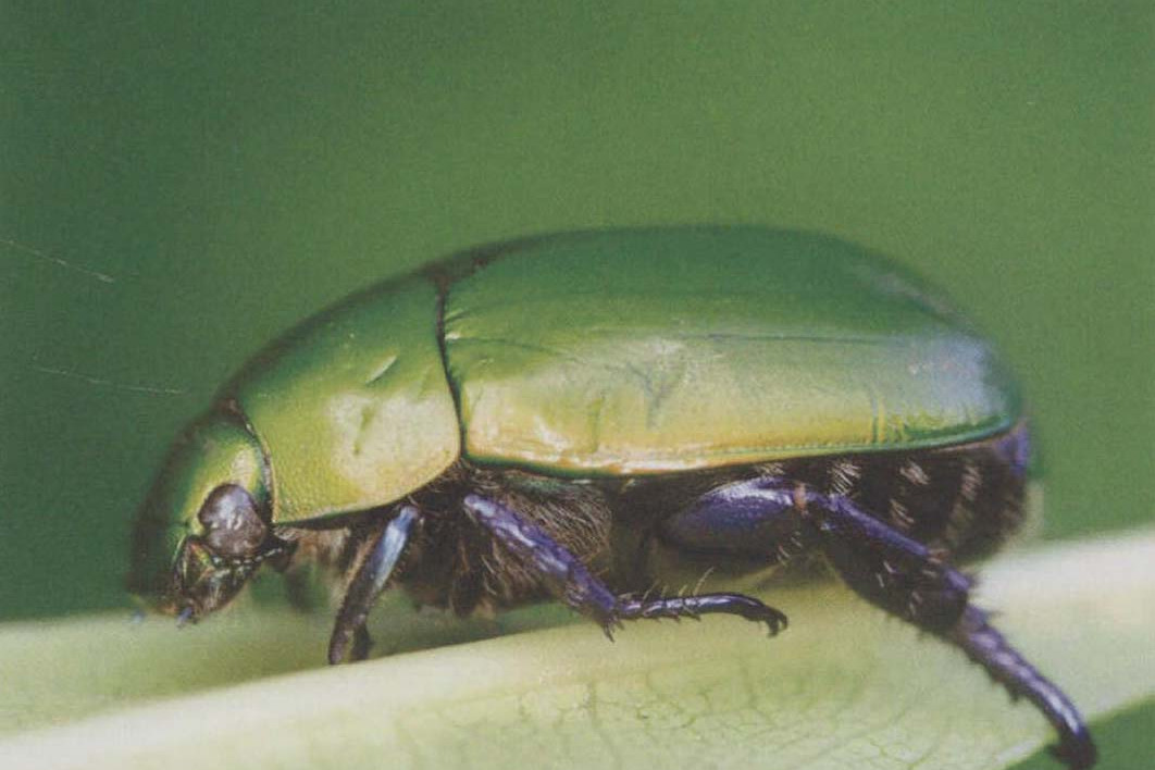 金龟(金龟子老公)