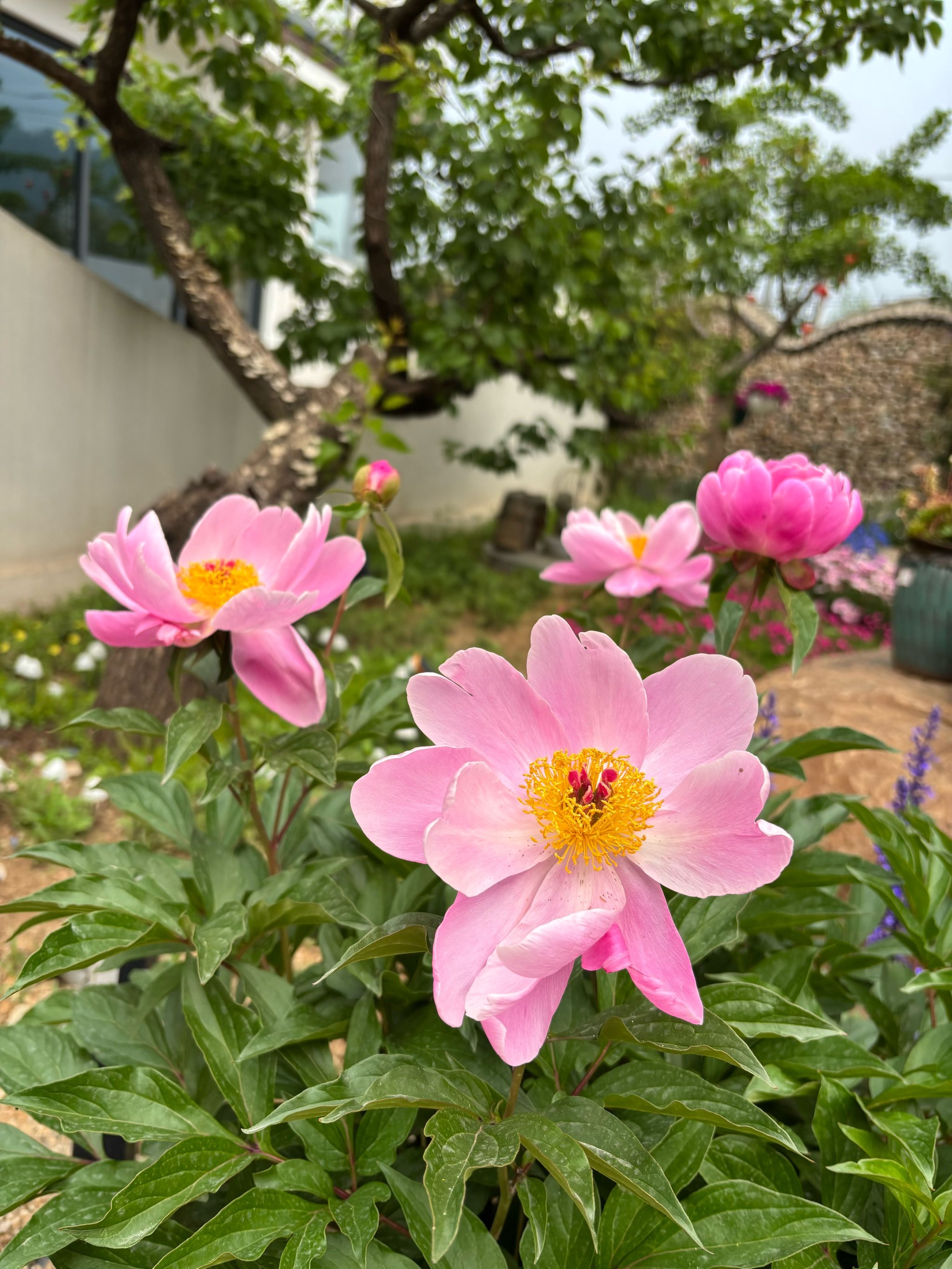 JEX(健儿消食口服液)