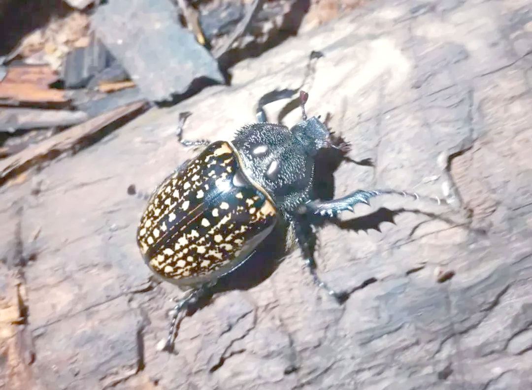 金龟(金龟婿) 金龟(金龟婿)