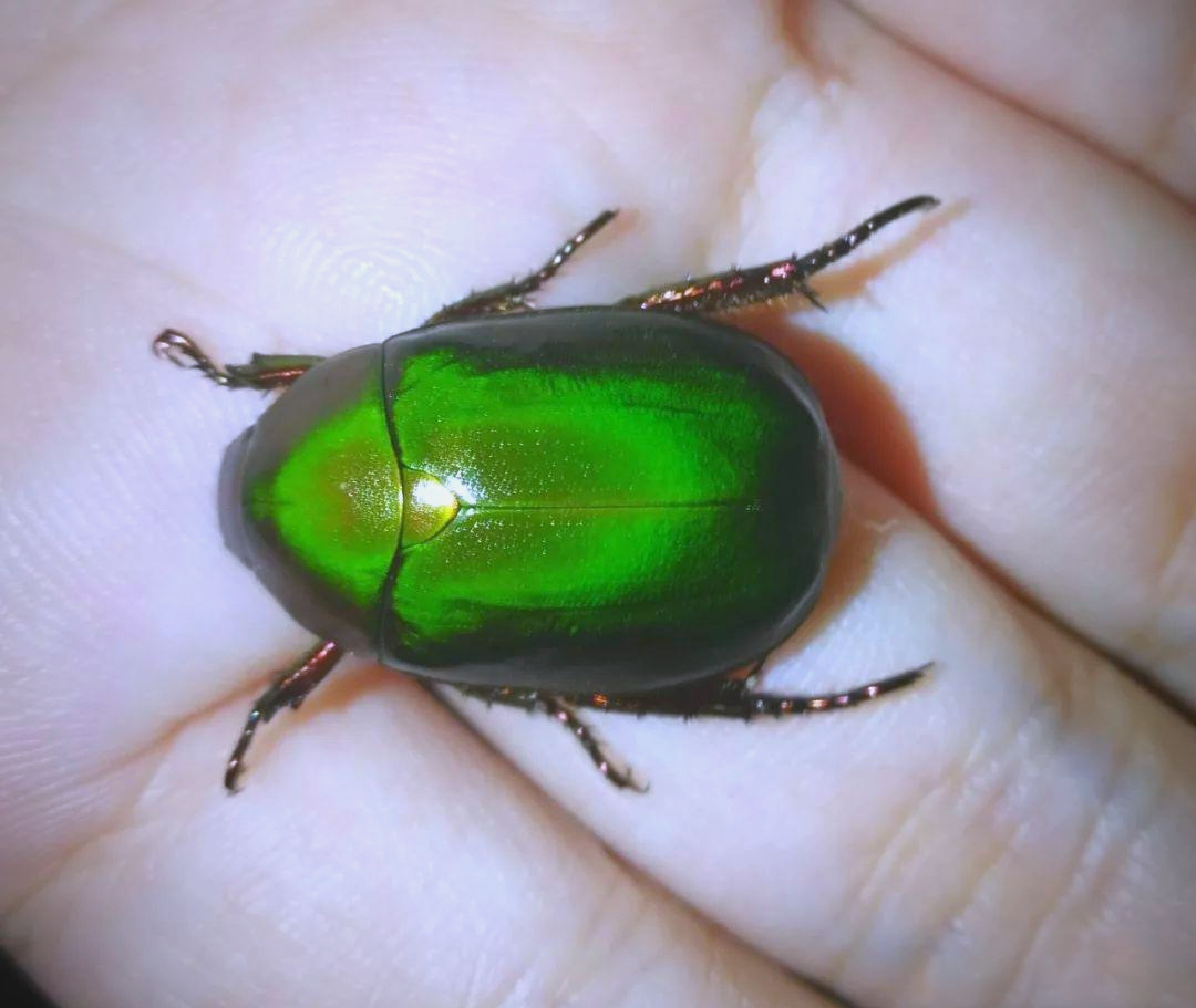 金龟(金龟甲虫)