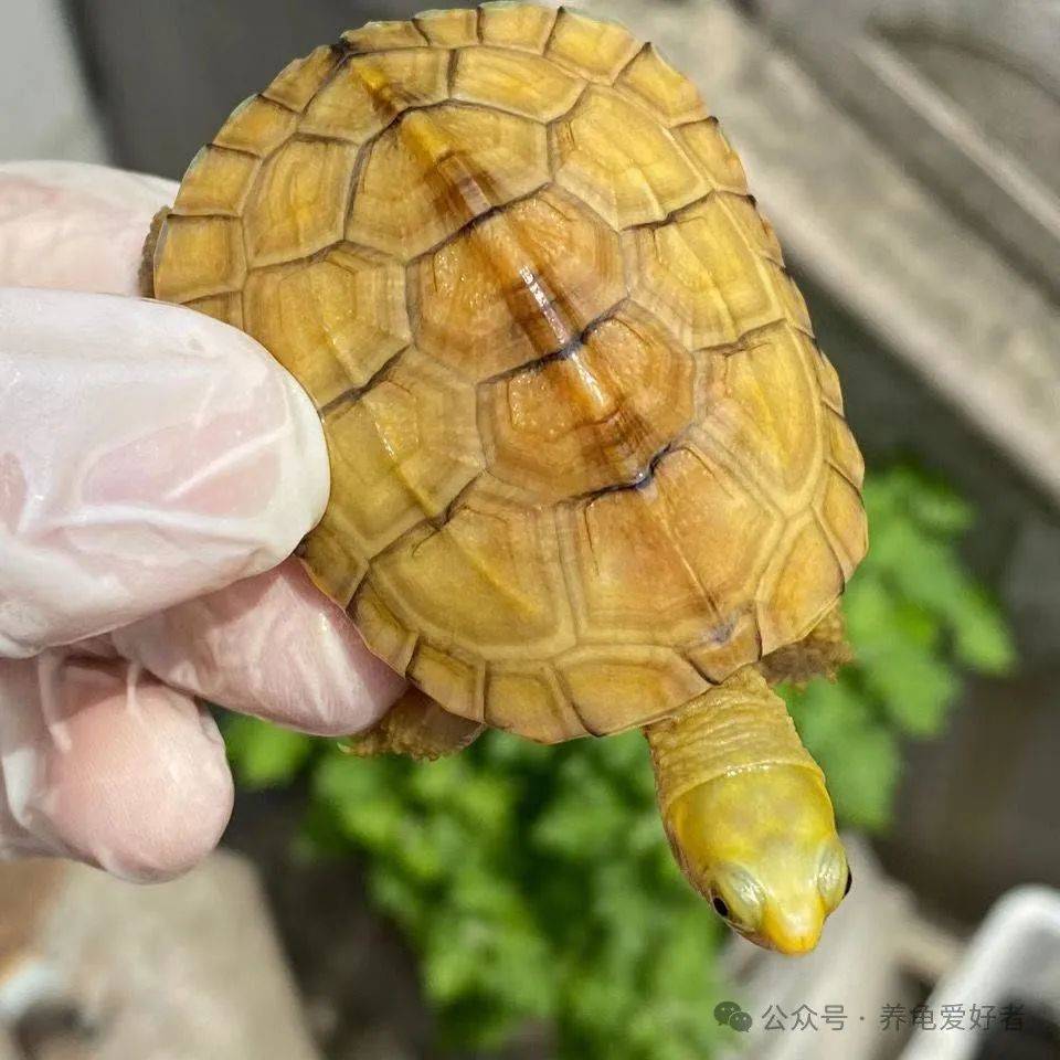 金龟(金龟甲虫) 金龟(金龟甲虫)