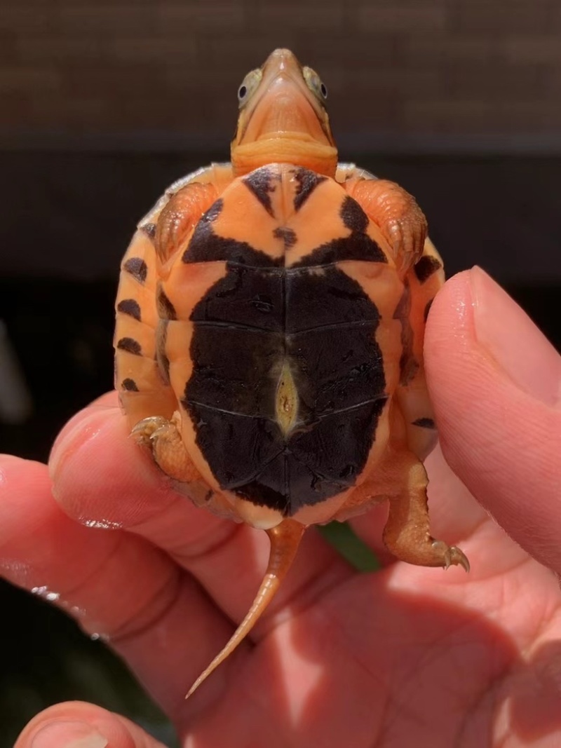 金龟(金龟子图片) 金龟(金龟子图片)