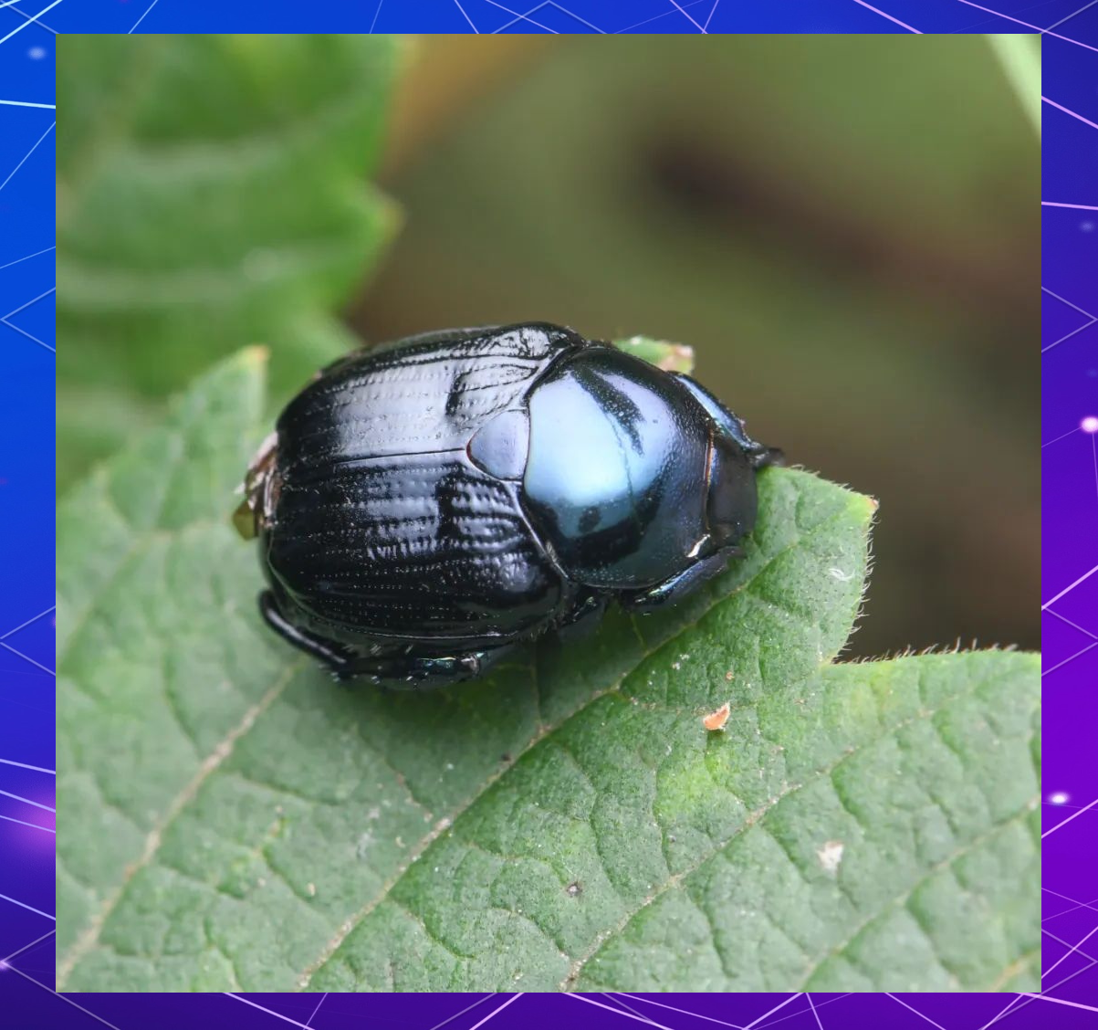 金龟(金龟子简介) 金龟(金龟子简介)