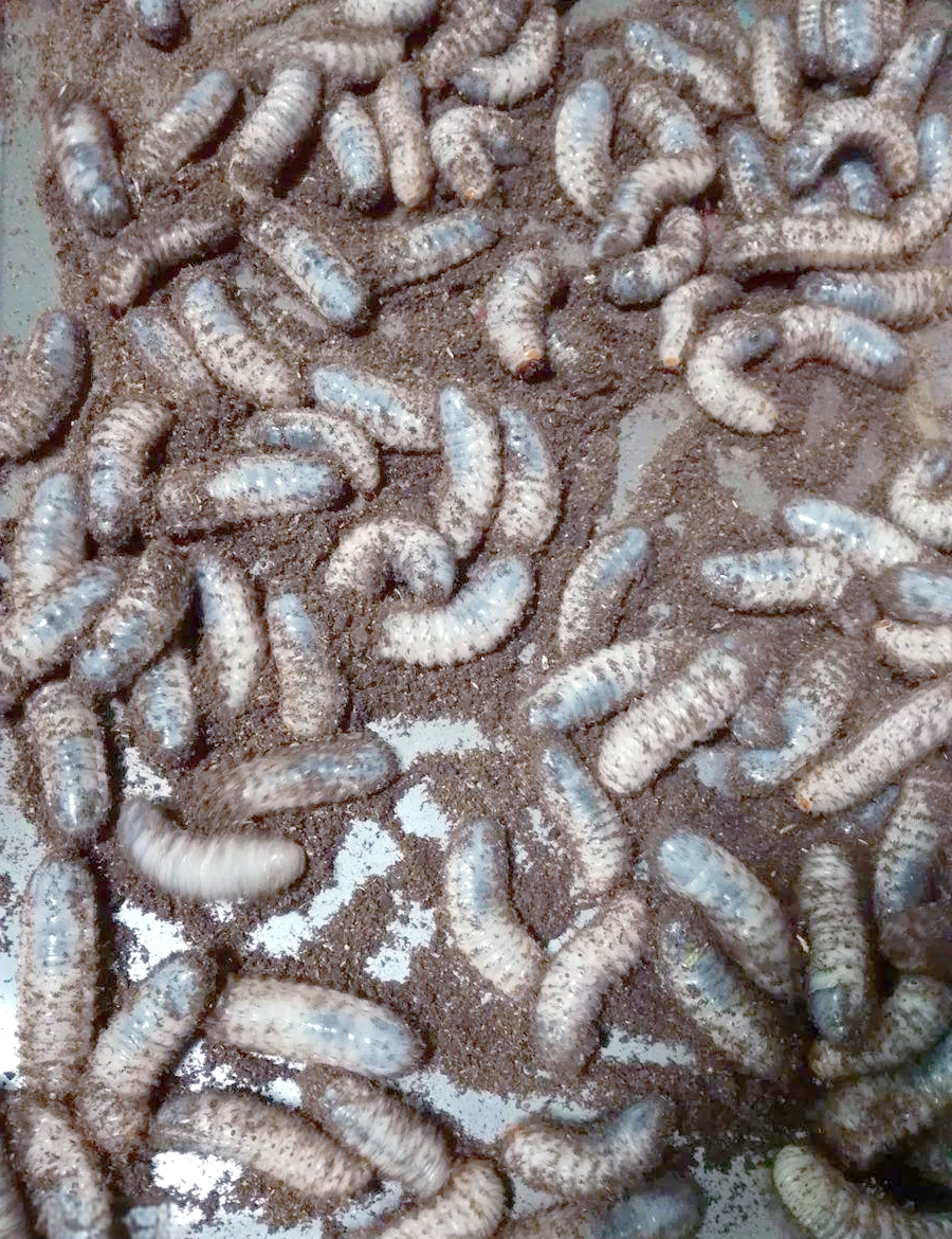 金龟(金龟子简介) 金龟(金龟子简介)