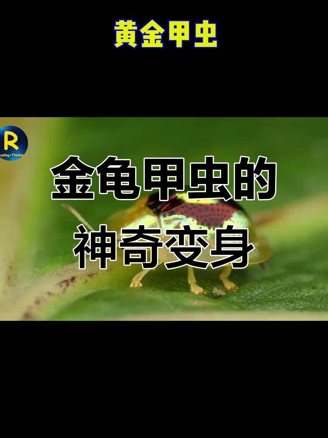 金龟(金龟子刘纯燕个人资料) 金龟(金龟子刘纯燕个人资料)