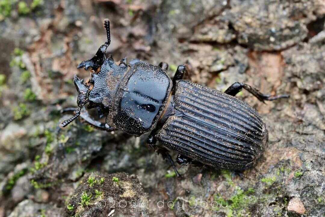 金龟(金龟子老公叫什么名字) 金龟(金龟子老公叫什么名字)