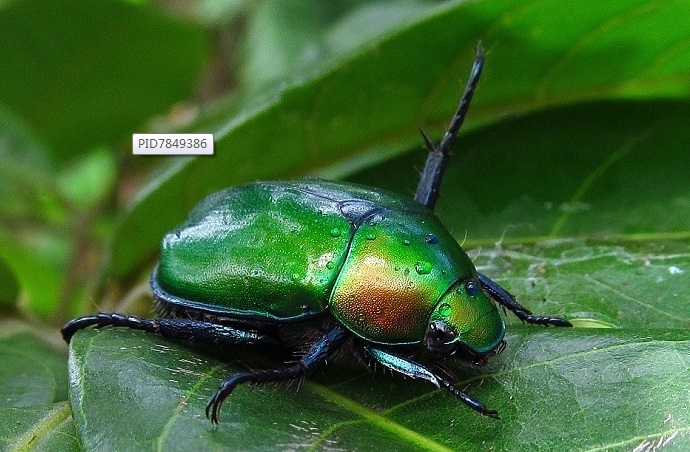 金龟(金龟肾气丸的功能与主治) 金龟(金龟肾气丸的功能与主治)