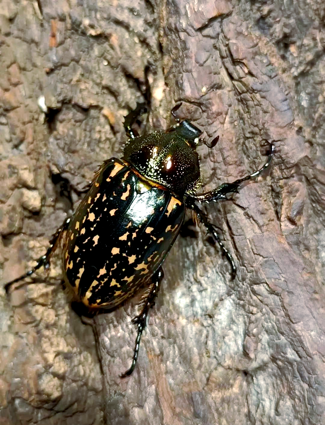 金龟(金龟补肾丸的功能主治)