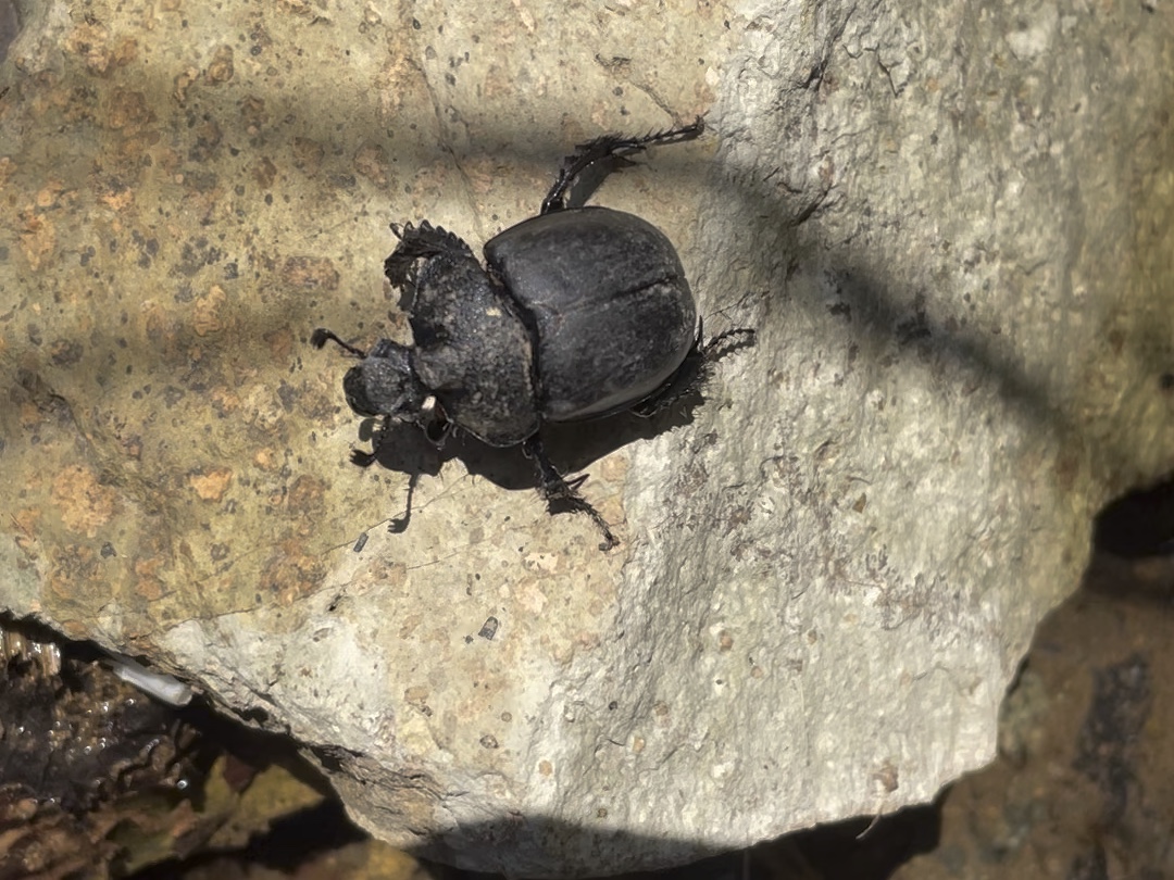 金龟(金龟补肾丸的功能主治) 金龟(金龟补肾丸的功能主治)